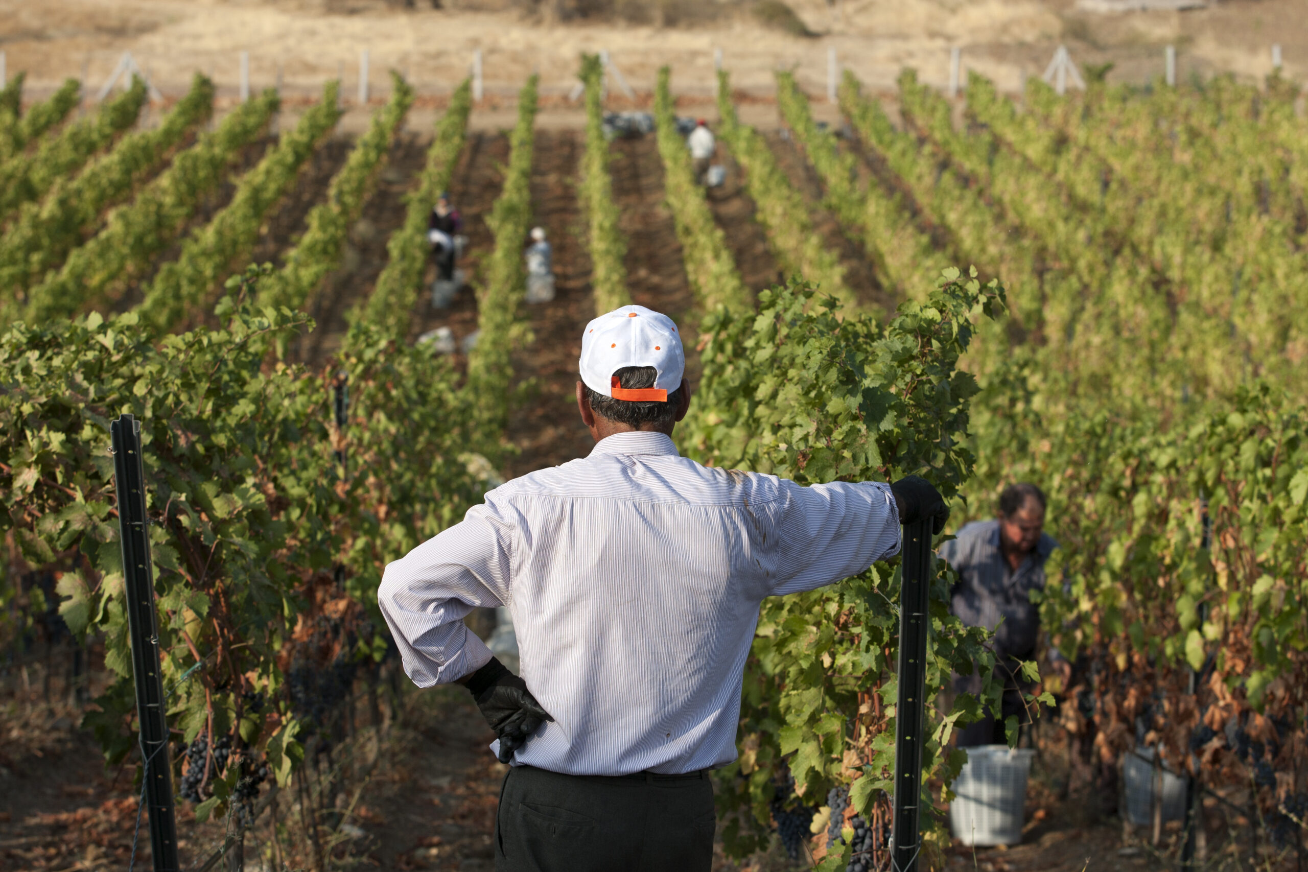 Farmer overlooks a vineyard